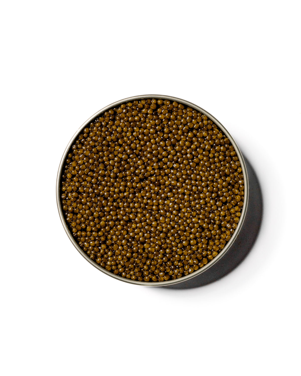 Kaluva Shell KALUGA GOLD – CAVR